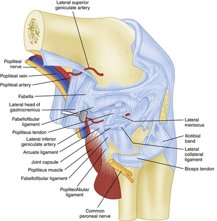 Deep Ligament Anatomy