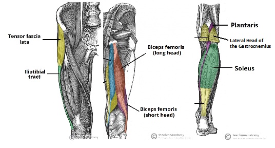 IT Band, Short and Long Heads of Biceps Femoris and Gastrocnemius Anatomy