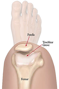 Anatomy and Biomechanics of the Trochlea