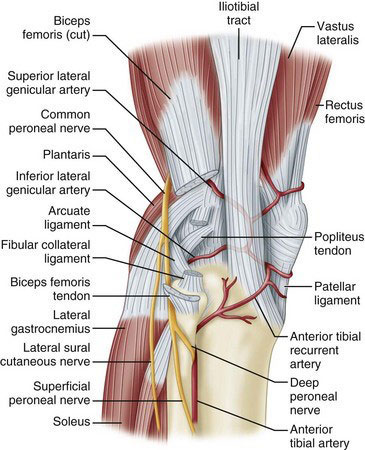 Proximal Tibiofibular Ligament Instability