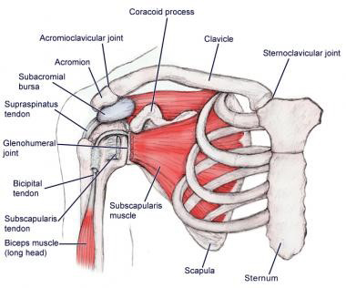 Scapulothoracic Dissociation Image